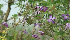 Clematis viticella