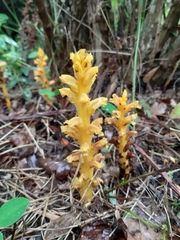 Orobanche lucorum
