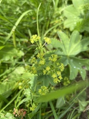 Alchemilla integribasis