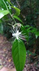 Capparis sabiifolia
