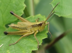 Chrysochraon dispar giganteus