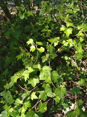 Ribes alpinum