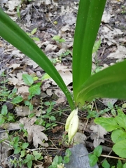 Colchicum umbrosum