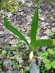 Colchicum umbrosum