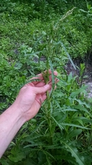 Rumex stenophyllus