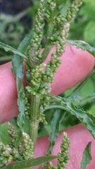 Rumex stenophyllus