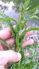 Rumex stenophyllus