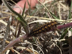 Euphydryas anicia wecoeut