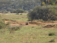 Lasiorhinus latifrons