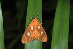 Asota orbona