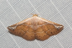 Eublemma rubra