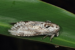 Xyleutini