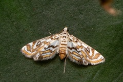 Parapoynx polydectalis