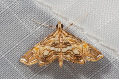 Ambia