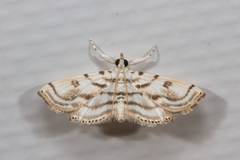 Austromusotima camptozonale