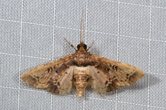 Nacoleia obliqualis