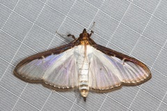 Cydalima pfeifferae