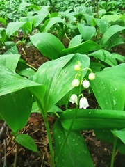 Convallaria majalis