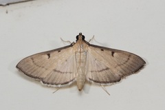 Bradina admixtalis