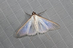 Cydalima