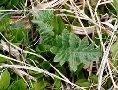 Cirsium kamtschaticum