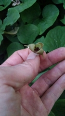 Asarum canadense reflexum