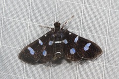 Desmia discrepans