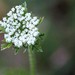 American Wild Carrot - Photo (c) Philip Woods, some rights reserved (CC BY-NC), uploaded by Philip Woods