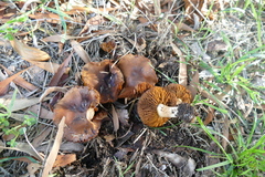 Cortinarius clelandii