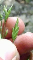 Bromus commutatus