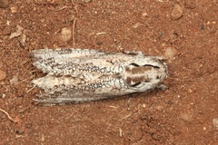 Xyleutini