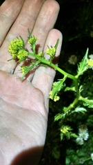 Rorippa palustris palustris