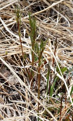 Lathyrus palustris pilosus