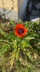 Papaver orientale