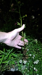 Rorippa palustris palustris