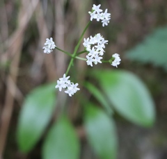 Valeriana saxatilis
