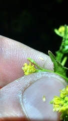 Rorippa palustris palustris