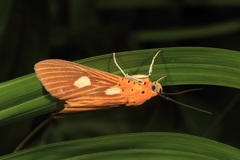 Asota orbona