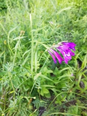 Gladiolus tenuis