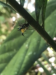 Actinacantha globulata