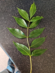 Fraxinus excelsior