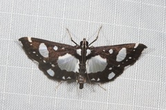 Glyphodes conjunctalis