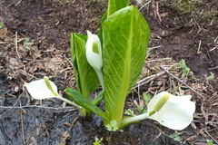 Lysichiton camtschatcensis