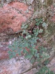Asplenium ruta-muraria