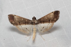 Orphnophanes eucerusalis