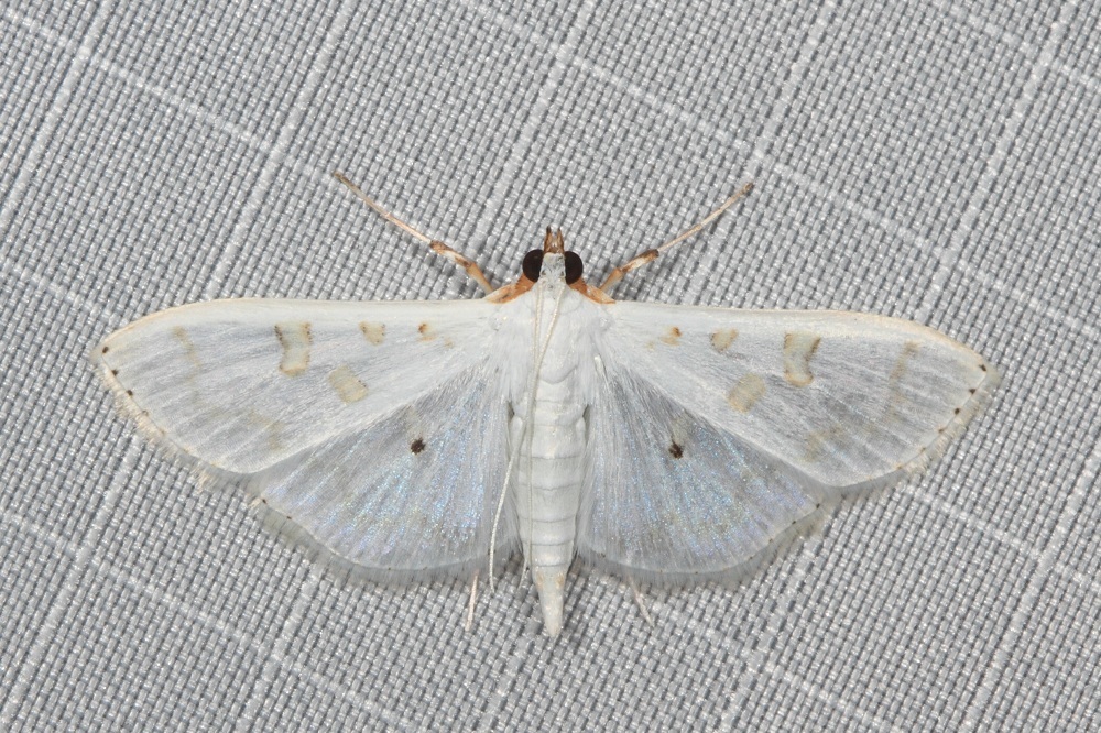 Palpita horakae
