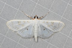 Palpita horakae