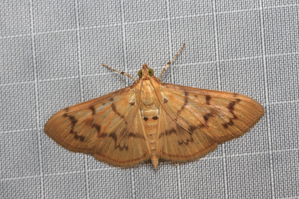 Patania symphonodes