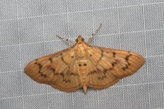 Pleuroptya symphonodes