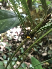 Actinacantha globulata